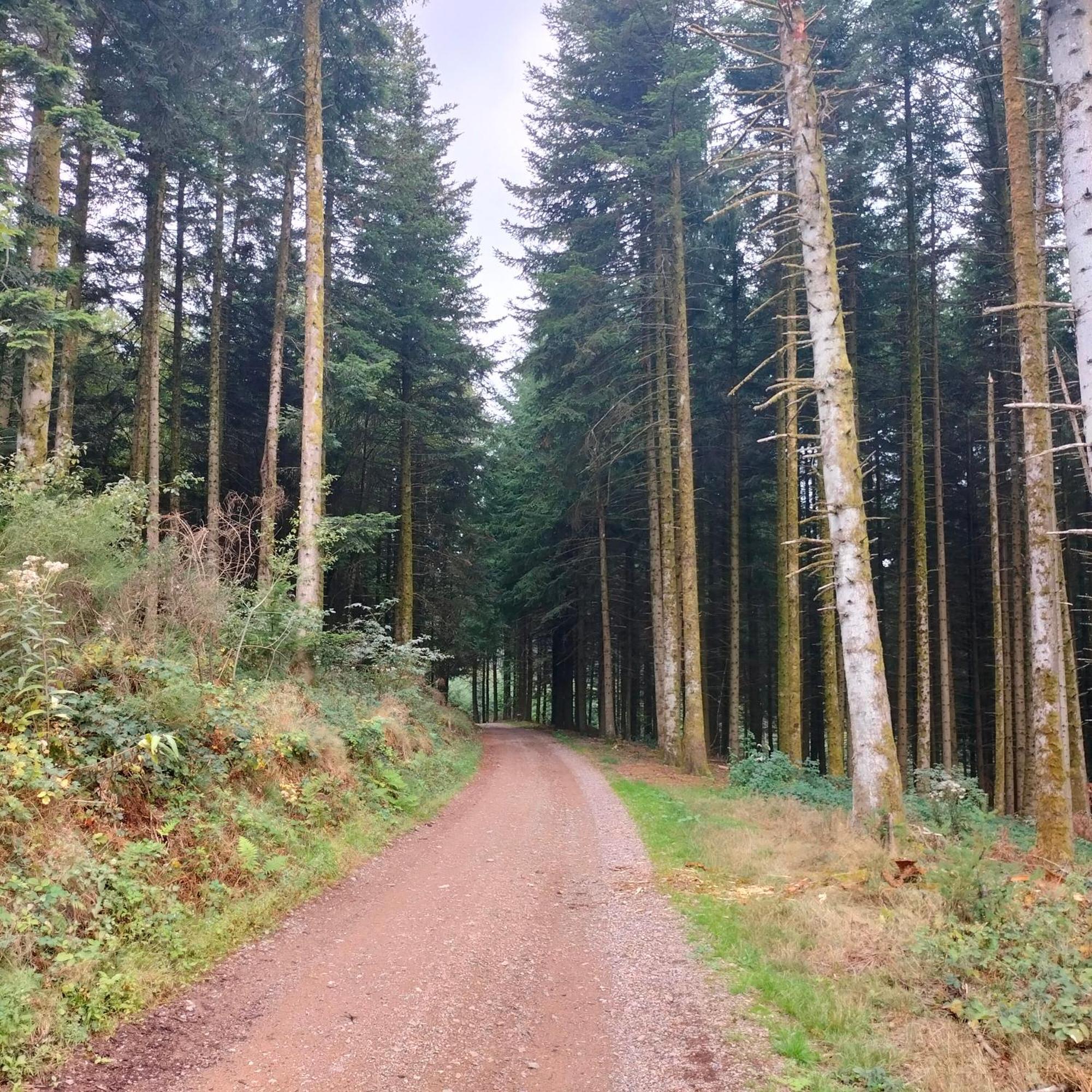 Gite Des Sapins Ranchal Esterno foto